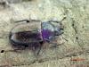 Platycerus sp.